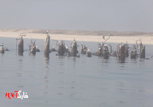 طرح آماربرداری پرندگان زمستان‌گذران در استان بوشهر آغاز شد
