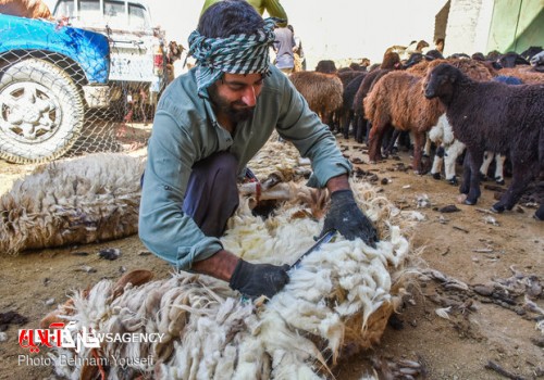 فصل پشم‌چینی گوسفندان در استان بوشهر آغاز شد