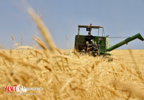 نیمی از گندم دیم استان بوشهر برداشت شد/ کاهش میزان تولید در مزارع