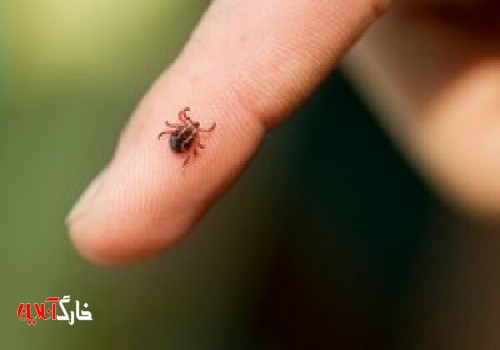 افزایش احتمال شیوع بیماری تب کریمه کنگو در استان بوشهر