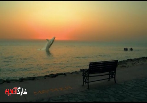 داستان ویدئو منتشر شده از نهنگ در ساحل بوشهر چه بود؟