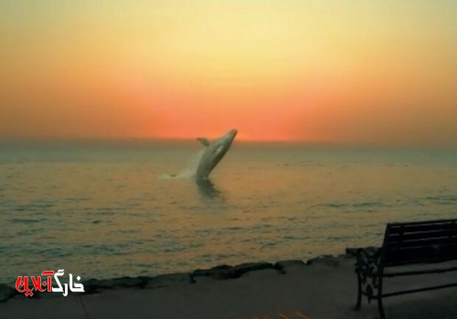 حضور نهنگ در آب‌های ساحلی بوشهر واقعیت ندارد