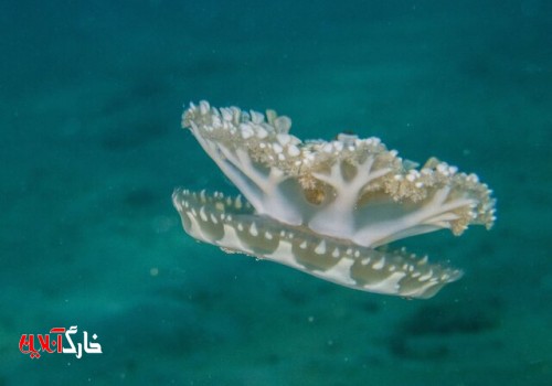 پتانسیل استفاده از زهر عروس دریایی خلیج فارس در درمان سرطان خون