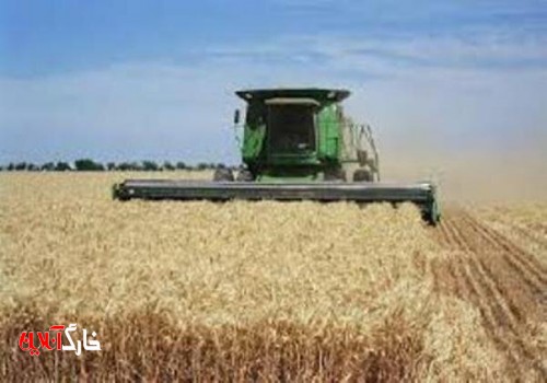 ۴۲ هزار تن گندم در استان بوشهر تولید شد/ کاهش ۳۴ درصدی برداشت