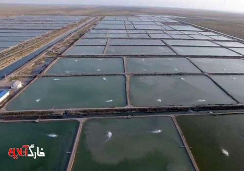 ظرفیت تولید میگوی پرورشی در استان بوشهر به ۳۳ هزار تن می‌رسد