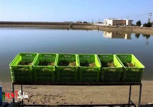 مزارع میگوی استان بوشهر تحت تاثیر بیماری نکروز/ برداشت سریع‌تر شد