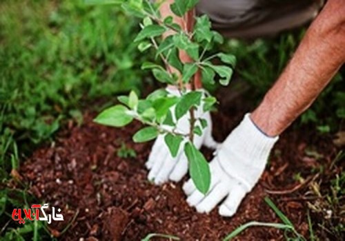 کاشت ۱۴ میلیون نهال در استان بوشهر/ اراضی جنگلی توسعه می‌یابد