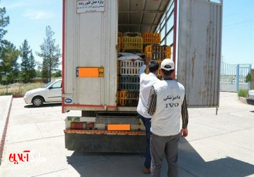 نظارت بر کشتار بیش از ۱۵ میلیون قطعه مرغ زنده در بوشهر انجام شد