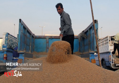 حمل ۷۲ هزار تن گندم کشاورزان استان بوشهر به مراکز خرید