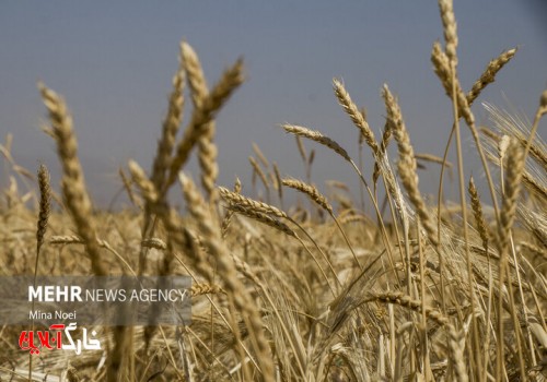 برداشت گندم در مزارع استان بوشهر ۳.۵ برابر شد