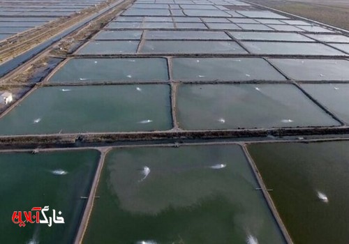 تکمیل زنجیره ارزش صنعت پرورش آبزیان در استان بوشهر