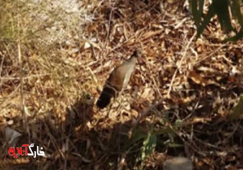 پرنده‌های کشف شده از شکارچیان در دشتستان رهاسازی شد