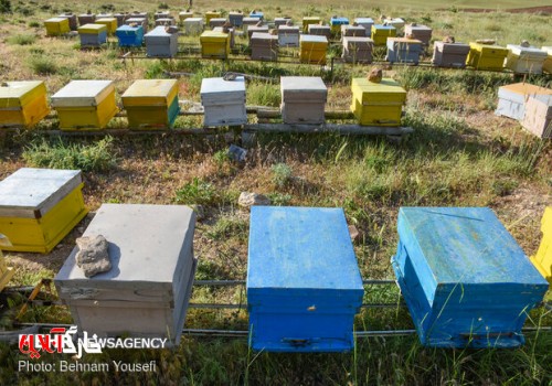 زنبورستان‌های بومی و مهاجر استان بوشهر سرشماری می‌شوند