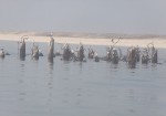 طرح آماربرداری پرندگان زمستان‌گذران در استان بوشهر آغاز شد