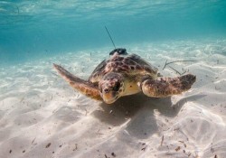 حفاظت از لاک‌پشت‌های در معرض‌ انقراض استان بوشهر جدی‌تر می‌شود
