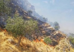 مناطق حفاظت‌شده استان بوشهر وضعیت حساسی برای آتش‌سوزی دارد