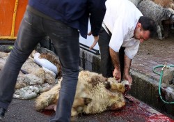 ذبح ۲۰۰ رأس گوسفند قربانی در بوشهر/ توزیع ۱۲۵ هزار بسته معیشتی