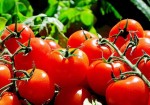 ۳۰۰ هزار تن گوجه فرنگی استان بوشهر وارد بازارهای داخلی و خارجی شد