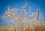 میزان برداشت گندم از مزارع استان بوشهر ۴۰ درصد کاهش می‌یابد