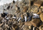 علت تلفات ماهی‌های عسلویه اعلام شد