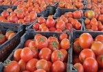 گوجه‌کاران استان بوشهر برای فروش و صادرات نیازمند حمایت هستند
