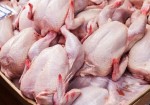 سالانه ۳۸ هزار تن گوشت مرغ در استان بوشهر تولید می‌شود