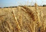 پیش‌بینی برداشت ۶۰ هزار تن گندم در استان بوشهر/تولید کاهش دارد