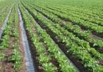 تولید محصولات کشاورزی در استان بوشهر ۱۰ درصد افزایش یافت
