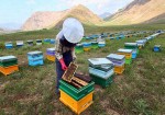 بازارسیاهِ دارویِ زنبور عسل