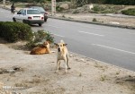 ۲۳۳ قلاده سگ بلاصاحب در بوشهر جمع‌آوری شد