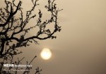 خیزش گردوغبار در استان بوشهر/ کیفیت هوا کاهش می‌یابد