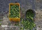 قیمت پایین لیمو ترش هزینه‌های تولید را تأمین نمی‌کند