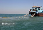 صیادان بوشهری ۷۰۰ تن میگو صید کردند