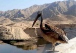 پرنده در خطر انقراض نجات یافت/ تیمار و رهاسازی پلیکان پاخاکستری