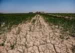 ۳۰۰ هزار تن محصولات کشاورزی استان بوشهر دچار خسارت خشکسالی شد