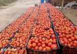 محصولات کشاورزی استان بوشهر شناسنامه‌دار می‌شوند