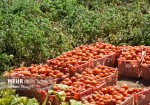 افت قیمت گوجه‌فرنگی در فصل برداشت/کشاورزان منتظر حمایت دولت هستند