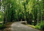 مدیریت پارک‌های جنگلی استان بوشهر به بخش خصوصی واگذار می‌شود