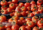 محصولات کشاورزی استان بوشهر ملزم به دریافت کد شناسه هستند