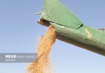برداشت گندم در سطح کشور ۱۵ درصد افزایش می‌یابد