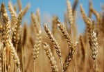 تحویل گندم توسط کشاورزان استان بوشهر ۳ برابر شد