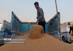 حمل ۷۲ هزار تن گندم کشاورزان استان بوشهر به مراکز خرید