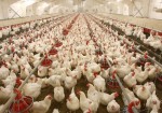 ظرفیت تولید مرغ در استان بوشهر افزایش یافت