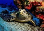 لاک‌پشت منقار عقابی در خطر انقراض است/ اجرای طرح حفاظت در بوشهر