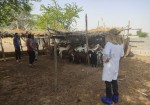 اردوی جهادی دامپزشکی در روستاهای بوشهر برگزار شد