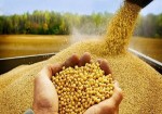 توزیع ۷۳۰۰ تن نهاده دامی در استان بوشهر/ خرید گندم ۵ برابر شد