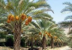 پرداخت ۴۱۰ میلیارد ریال تسهیلات برای اصلاح و نوسازی باغات بوشهر