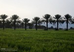 طرح ملی جهش تولید در دیم‌زارهای استان بوشهر کلید خورد