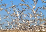 کمبود زیستگاه بهینه برای پرندگان مهاجر در استان بوشهر
