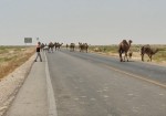 خطر ورود شترها به جاده گناوه - شیف